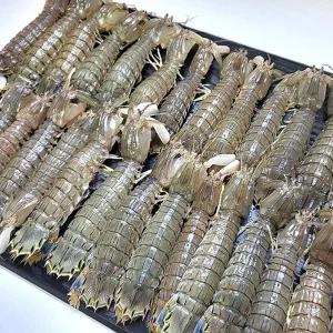 당일조업 생물 활 갯가재 1Kg