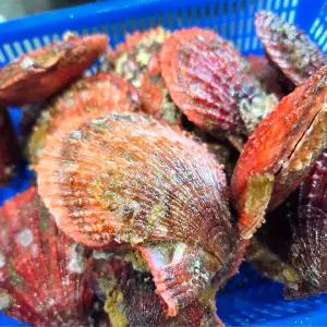 시원농수산 제철 비단가리비1kg