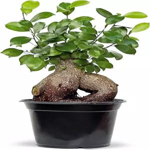 살아있는 인삼 피쿠스 레투사 대만 반얀 피그 분재 화분 생일 선물 가정용 집들이 식물 애호가 6인치 담긴