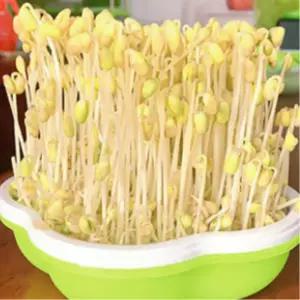 학습용 콩나물키우기 암막덮개 시루세트 수경재배 쉬운 신학기