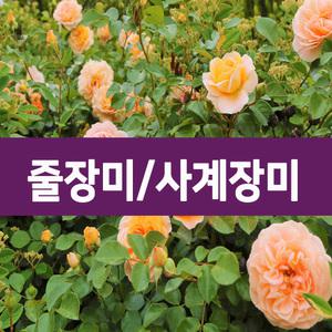 [나무의모든것]최상의 줄장미,사계피스땅장미,유럽(스칼렛,안젤라)