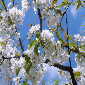 [나무의모든것]벚나무묘목 왕벚 겹벚 접목 2년생