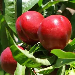 엘로우드림 옐로우드림복숭아 접목1년생특묘 천도 복숭아나무 묘목 정원과실수 월동 (목하원예조경)