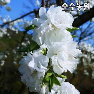옥매화 백매화 나무 묘목 접목1년 뿌리묘 1개/꽃나무/조경수