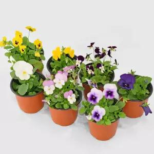 팬지 꽃모종 야생화 화초 키우기 화단 가꾸기 반려식물 플랜테리어 공기정화식물