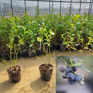 블루베리나무 묘목 (뉴하노버) 2년생 포트묘 블루베리모종 과수 유실수