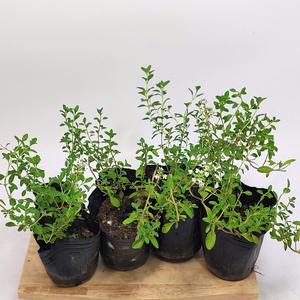 골드씨드 야생화 백리향 3치 포트 모종 셀프조경 노지월동식물 전원주택조경 다년생식물