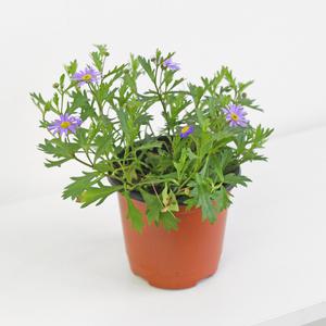 사계국화 다년초 소형 꽃모종 야생화 모종