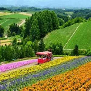 [청주][죠잔케이 온천1박] 꽉찬 북해도 도야/노보리베츠+후라노/비에이/오타루/삿포로 4일