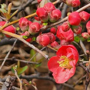 연세원예 명자나무 10주 / 튼튼한 정품