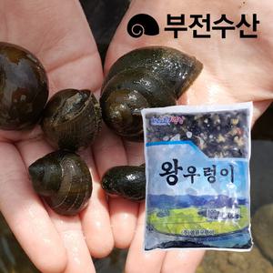 부전수산 냉동 손질 신선한 국내산 우렁살 (우렁이살) 1kg 자숙 논우렁 우렁쌈밥 우렁강된장 우렁무침