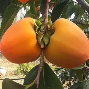 대봉감 갑주백목 감나무묘목 연시 홍시 [접목상묘/접목특묘/분달이]