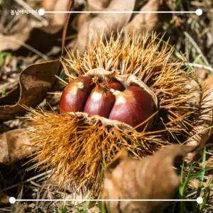 [봄날애제비씨] 밤나무 묘목 특선 접목1년 특묘 왕밤