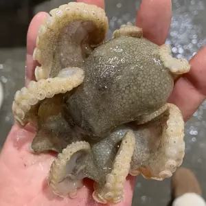 국내산 서해 냉동 쭈꾸미 500g 1kg 급냉