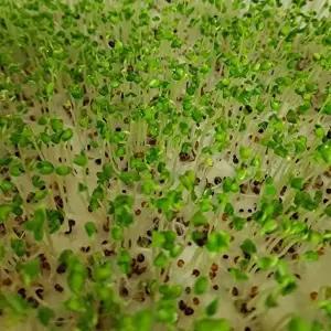 종묘사 웰빙 새싹 알파파 야채 채소 종자 씨앗 순 키우기 30g