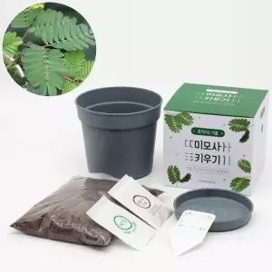 [RIZPICK]우드팟 미모사 씨앗 배양토 비료 세트 키우기쉬운식물 집들이선물