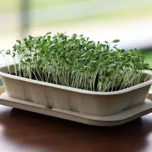 [RIZPICK]밀짚화분 알파파 채소 키우기 배양토 세트 키우기쉬운식물