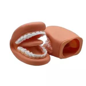 치아 모형 치과 구강 모델링 교육용 스케일링 실습 치위생사 해부학