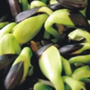 조화꽃장식 새싹전용 새싹 해바라기 야채 종자 품종 씨앗 200g 꽃장식