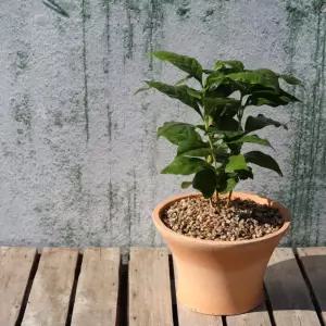 커피나무토분-토분에 커피나무 데일리 커피콩 커피씨앗