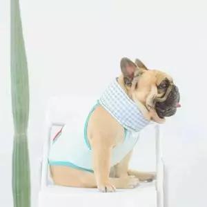 강아지 쿨목도리 쿨스카프 냉각패드 애견용품 펫용품 머플러