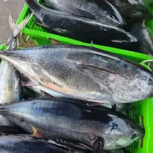 국내산 손질 참다랑어 1마리 5kg급 아가미, 내장, 피 제거 참치