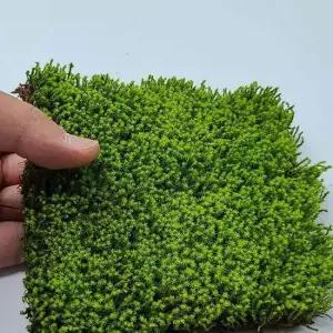 테이블소품 서리이끼 양지 식물 이끼 분경 석부작 넝쿨 덩쿨 꽃바구니소품