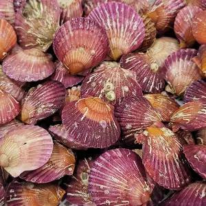 G1987 통영홍가리비 3kg