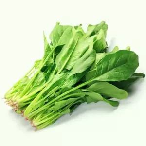 카네이션용돈박스 사계 시금치 야채 채소 식물 씨 종자 품종 씨앗 400g 용돈이벤트