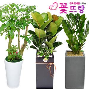 공기정화식물 개업화분 스투키 행운목 전국당일꽃배달