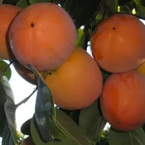 둥시감나무 묘목 접목 1년생 특묘 조기결실 정원과일나무 노지월동 가능 (목하원예조경)