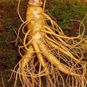 특난발4호 (750g) 금산아줌마 산지에서 직송 합니다