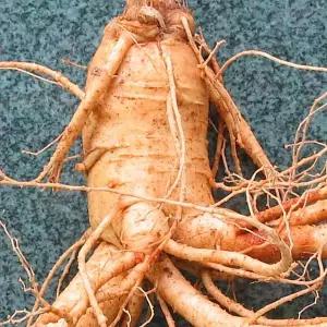 왕난발5호 (750g ) 금산인삼아줌마 산지에서 직송