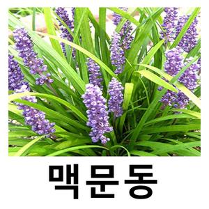 맥문동 연결포트 100구짜리 1판 전국상록노지월동