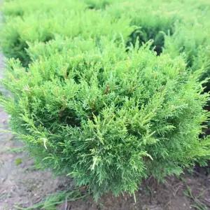 [충북농원] 옥향 향나무 묘목 - 삽목묘 (10주1묶음)