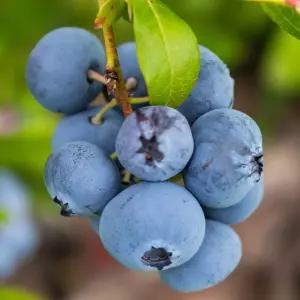 [충북농원] 신칠라 블루베리 나무 묘목 - 2~2.5년생 포트묘