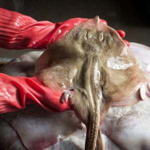 국내산 간재미 활 급냉 1.2kg