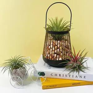 아트박스/토단 편백 가득 이오난사 철제 화분 만들기- 1인세트