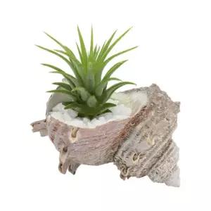 [티처스]소라 껍데기 이오난사(5인 세트) STEAM 과학교구 실험키트