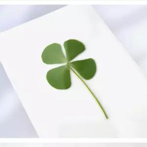 네잎클로버 책갈피 생화 코팅 카드 행운 압화 선물 네입클로버