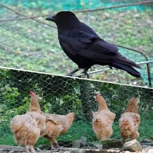 농작물 보호용 새그물망 2x5M 참새망 새망 울타리망 방조망 참새그물망