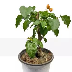 부겐베리아(주황색중품) 꽃 나무 부겐빌레아 실내 공기정화 식물 키우기 플랜테리어 화분