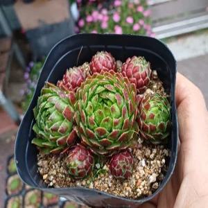 행복한꽃순이/솔방울바위솔/노지월동