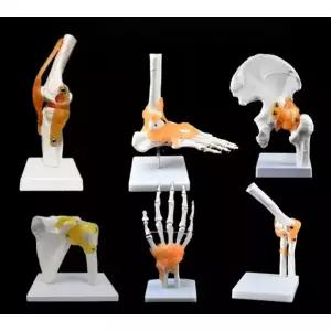 인체 뼈모형 무릎 인대 실습 골격 뼈대 구조 해부도