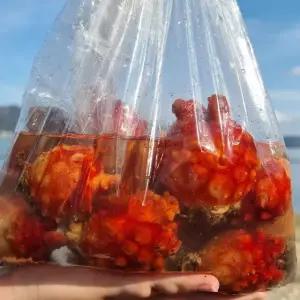 e 파인밀 통영 제철 멍게 피멍게 3kg