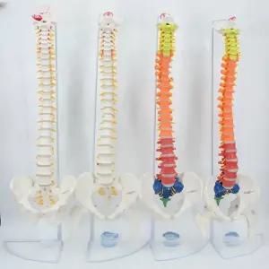 해부학 모형 척추 85cm 뼈 신경 인체모형 교육용 병원 실습 해골 교학 해부도