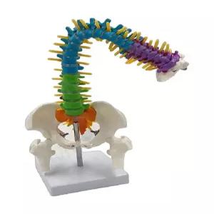 척추모형 모형 골격 인체 뼈 해부학 모델