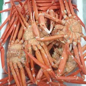 대게가격 1.8kg 대게살 영덕 국내산 대게 프리미엄 당일조업산지직송