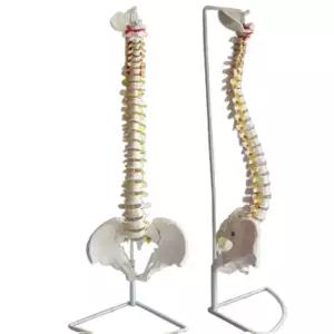 인체 모형 척추 해부학 85cm 의학 교육용 실습 전신 뼈 해부 모델링
