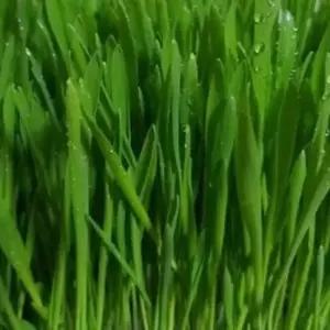 화분보호덮개 새싹전용 새싹 보리 야채 채소 종자 씨앗 키우기 600g 화분흙보호커버